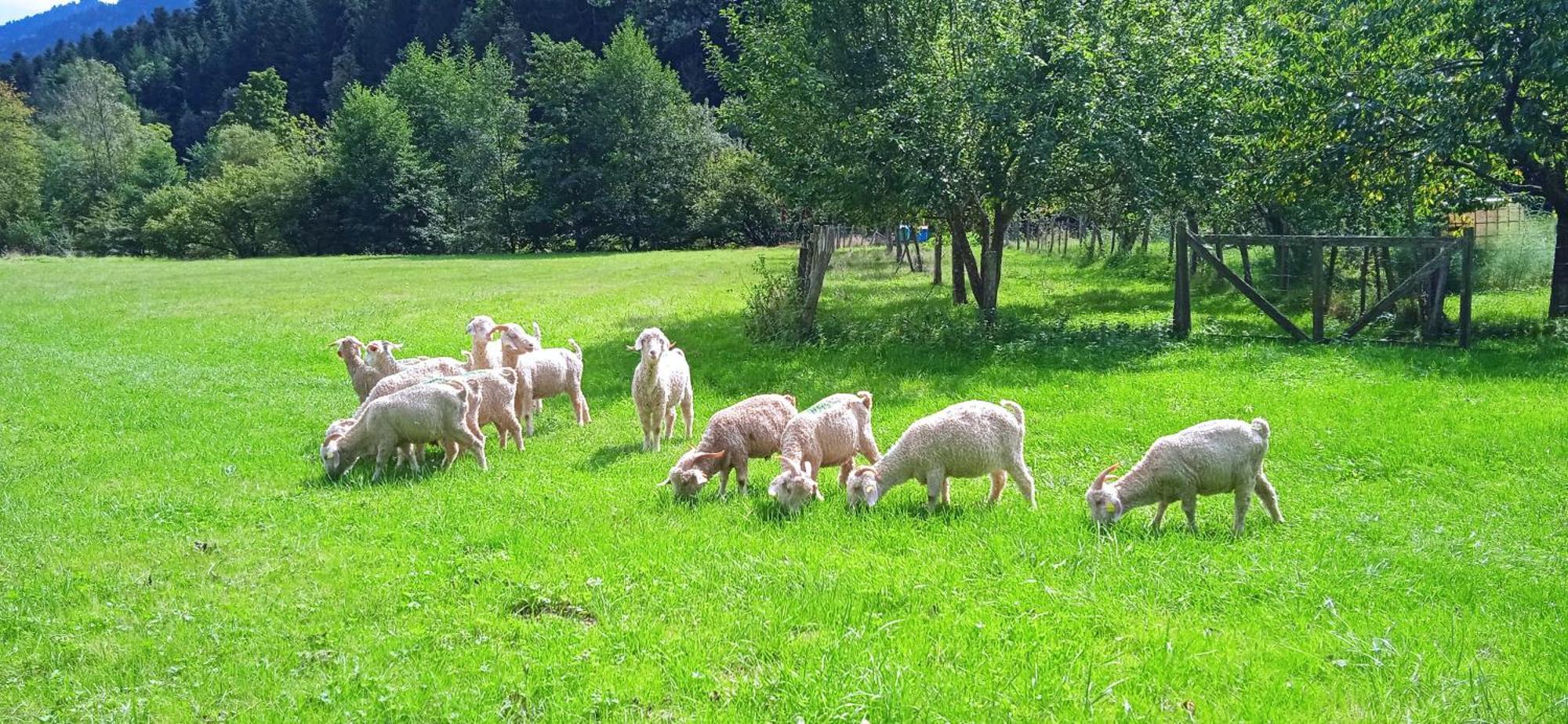 Au Mohair Des Alpy Fougax-et-Barrineuf エクステリア 写真