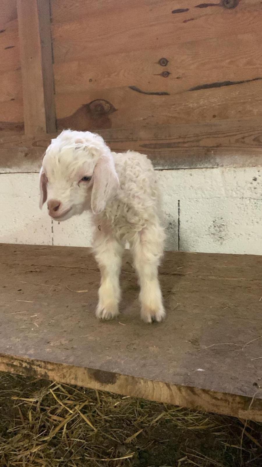 Au Mohair Des Alpy Fougax-et-Barrineuf エクステリア 写真